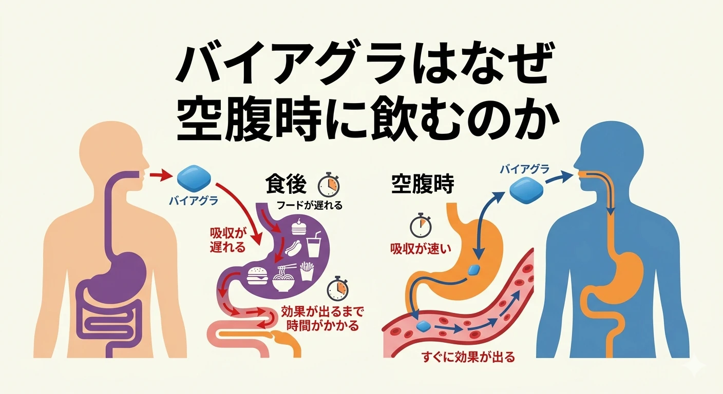 バイアグラはなぜ空腹時に飲むのか｜食事の影響を薬剤師が徹底解説